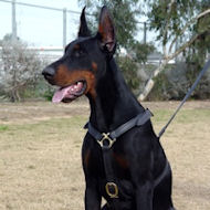 doberman dog harness