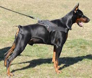 doberman nulon harness