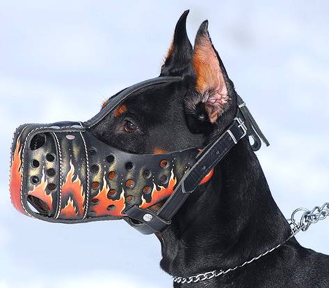 doberman dog muzzle